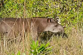 Tapir terrestre