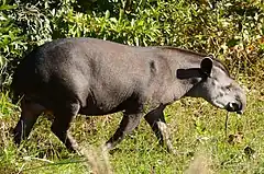 Le Tapir du Brésil (tapirus terrestris) est aussi présent dans le parc national.
