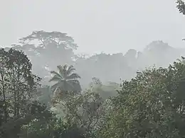 Forêt tropicale humide du massif de Ziama (Guinée)