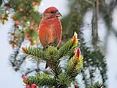 Bec-croisé des sapins, Loxia curvirostra.