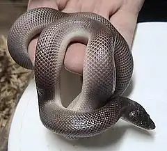 Le Python fouisseur du Mexique (Loxocemus bicolor) a un mode de vie fouisseur et un corps cylindrique.