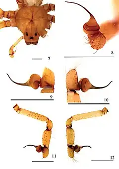 Description de l'image Loxosceles ericsoni (10.3897-zookeys.806.27404) Figures 7–12.jpg.