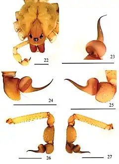 Description de l'image Loxosceles karstica (10.3897-zookeys.806.27404) Figures 22–27.jpg.