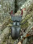 Photographie d'un gros scarabée noir.