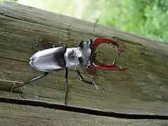 Lucanus cervus (Lucanidae)