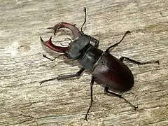 Vue d'un insecte au corps massif noir et luisant ; mandibules en forme de bois de cerf.