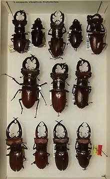 Lucanus elaphus