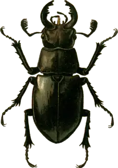 Description de l'image Lucanus ibericus Jacobson.png.