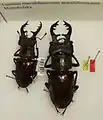 Lucanus maculifemoratus maculifemoratus, adulte.