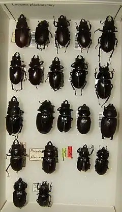 Lucanus placidus