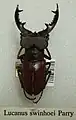 Lucanus swinhoei