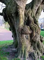 Arbres des épousailles de Lucheux.