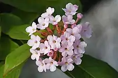 Description de l'image Luculia gratissima.jpg.