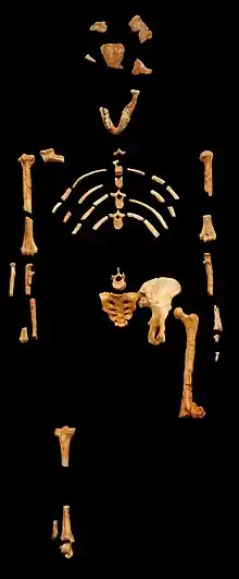 squelette d'hominidé sur fond noir
