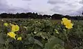 Fleurs de luffa acutangula