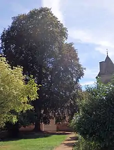 Le hêtre pourpre bicentenaire visible dans le parc Monseigneur Joseph Robert à Lugny, en Haut-Mâconnais, labellisé en 2018 « Arbre remarquable de France ».