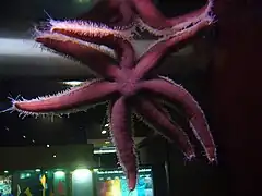 En aquarium.