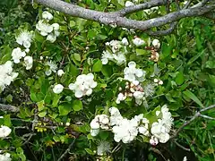 Fleurs de l'Arrayán (Luma apiculata)