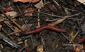 Le lombric des marais (Lumbricus rubellus) est classé par certains comme un épi-endogé, par d'autres comme un anécique.