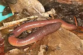 Lumbricus terrestris (Haplotaxida)