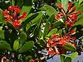 Fleurs rouges du L. littorea