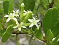 Fleurs blanches du L. racemosa