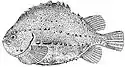 Lompe (Cyclopterus lumpus, is:Hrognkelsi)