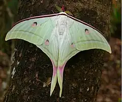 Description de l'image Luna_moth.jpg.