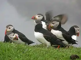 Macareux sur Lunga.