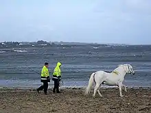 Photo montant sur une plage face à la mer, deux hommes habillés de veste jaune fluo derrière un cheval à la robe blanche