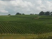 Collines couvertes par des rangs de vignes.