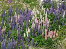 Plantes bleues, violettes et blanches, poussant drues dans un champ