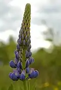 Inflorescence (Lupinus angustifolius).