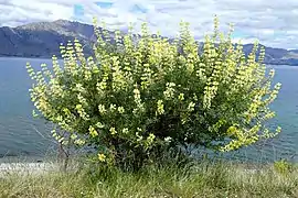 Lupinus arboreus.