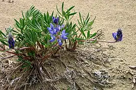 Lupinus arcticus.