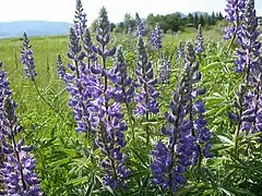 Description de l'image Lupinus argenteus (3619916970).jpg.