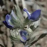 Fleurs de Lupinus kingii.