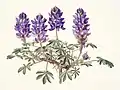 Lupinus minimus, auteur inconnu (Hunt Institute, Carnegie Mellon University), aquarelle, 1902