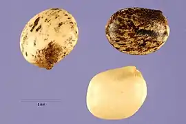 Graines de lupin des Andes (Lupinus mutabilis).