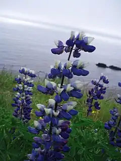 Description de l'image Lupinus_nootkatensis_-_Iceland_20070706b.jpg.