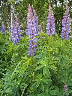 Description de l'image Lupinus polyphyllus.JPG.