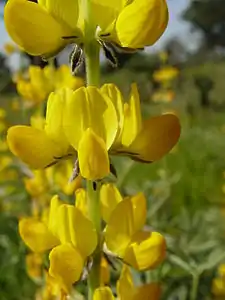 Détail des fleurs de Lupin jaune.