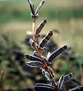 Gousses de Lupinus rivularis à maturité.