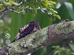 Description de l'image Lurocalis semitorquatus - Short-tailed Nighthawk; Botanic Garden, São Paulo, Brazil.jpg.