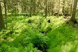 Denses fougères au sein d'une forêt de conifères.