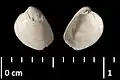 Fossile de l’espèce Lutetia munieri