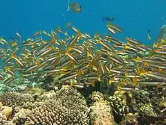 Des vivaneaux à bande blanche (Lutjanus biguttatus)