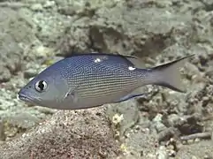 Un vivaneau chien rouge (Lutjanus bohar)