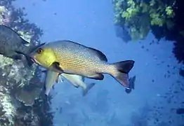 Un vivaneau chien rouge (Lutjanus bohar)