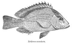 Description de l'image Lutjanus erythropterus Day.png.